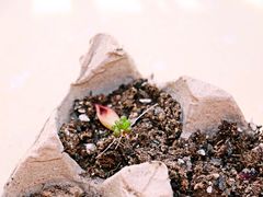-秦美花卉(天朗·莱茵小城2期店)