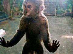 -西安秦岭野生动物园