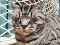 -喵屿·大理花园猫咖