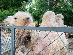 -长白岛森林公园