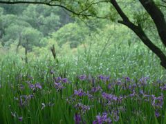 -西湖风景区-江洋畈生态公园