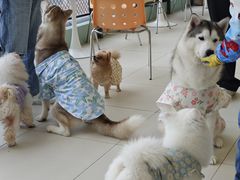 -怪兽屋·羊驼·猫咖·狗咖(俊华广场店)