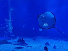 -烟台海昌鲸鲨海洋公园