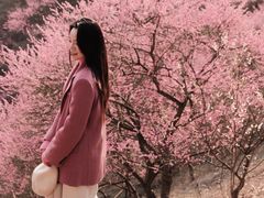 -新建村梅花