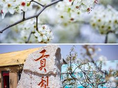 -莱阳濯村樱花园