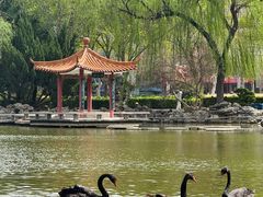-西苑公园