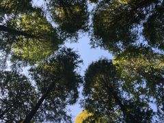 -黄海国家森林公园