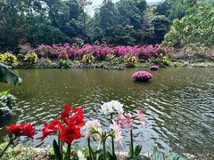 -深圳仙湖植物园