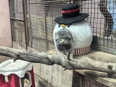 -青藏高原野生动物园