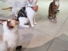 -Heymao猫咖.咖啡厅(东门店)