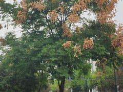 -西湖风景区-江洋畈生态公园