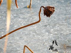 -朝阳公园