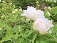 -洛阳市隋唐城遗址植物园