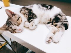 -飞行喵MR PILOT|猫舍·猫咖(静安大融城店)