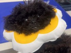 -博特宠物医院24h犬猫全科.骨科·异宠