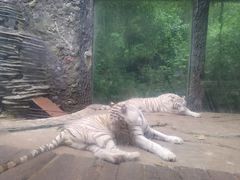 -贵州森林野生动物园