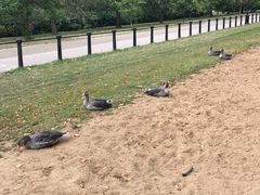 -海德公园