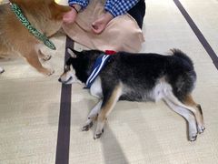 -逗柴咖啡屋·狗咖猫咖宠物桌游