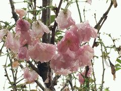 -天适樱花悠乐园