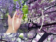 -嘉定紫藤园