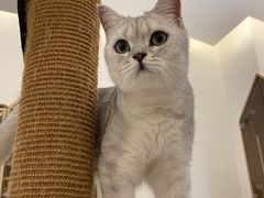 -猫域·湾主题猫咖·宠物吧(南坪城市广场店)