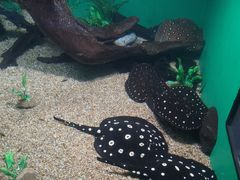 -瑞普利水族馆