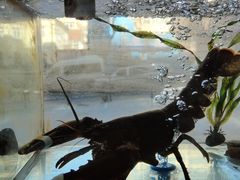 -富临港·蒸汽海鲜·手抓海鲜·炒菜(栈桥店)