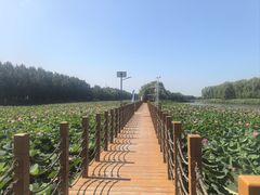 -白渔泡湿地公园