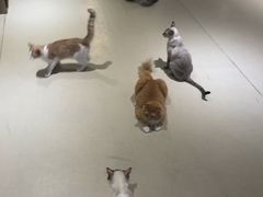 -藏猫猫咖啡主题馆(中央大道店)