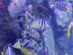 -太平洋海底世界