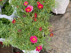 -龙大花卉苗木市场