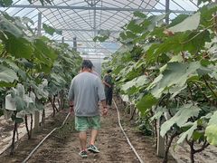 -马陆小张葡萄园农家乐