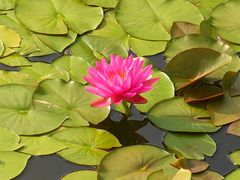 -国家植物园南园