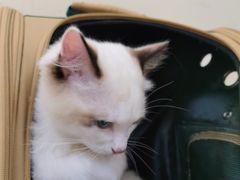 -美联众合动物医院·24h京西诊疗中心