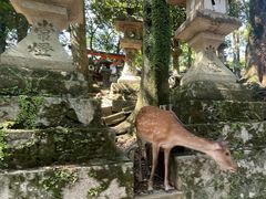 -奈良公园