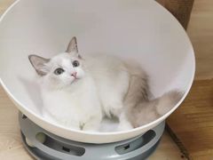 -猫宠乐园·专业洗护