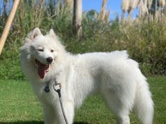 -翊宠yipet猫狗购宠庄园犬舍•猫舍