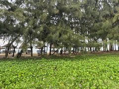 -海南清水湾莱佛士酒店