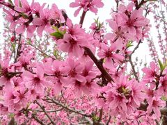 -永定河休闲森林公园