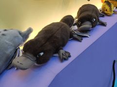 -Behring World of Animals(上海自然博物馆店)
