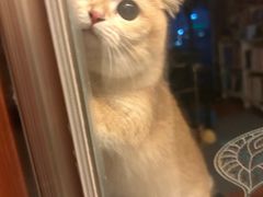 -lincat·猫舍(广州店)