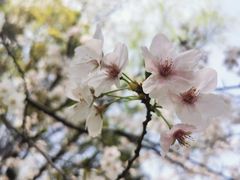 -顾村公园