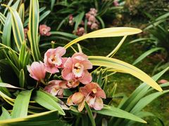 -深圳市中科院仙湖植物园
