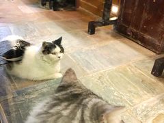 -猫咪博物馆(顶澳仔猫街店)