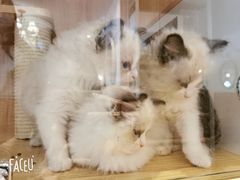 -猫猫幼稚园·撸猫·桌游·电玩