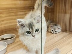 -猫十亿·布偶金渐层·曼基康矮脚猫舍(青年路店)