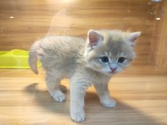 -猫十亿·布偶金渐层·曼基康矮脚猫舍(青年路店)