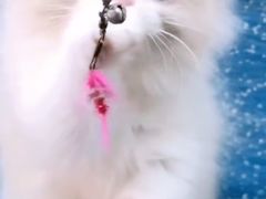 -十年猫舍·猫咪专门店(普陀店)
