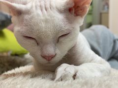 -老吴的猫·猫舍(新区店)