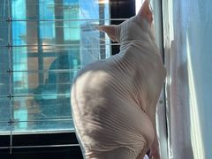 -楼上猫咖(罗湖店)